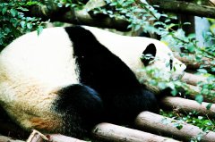 成都周邊游租車價格