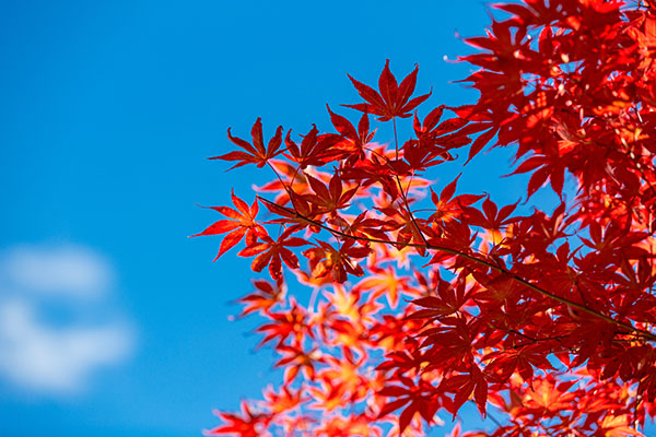 成都租車看紅葉，最全紅葉觀賞大全獻給你